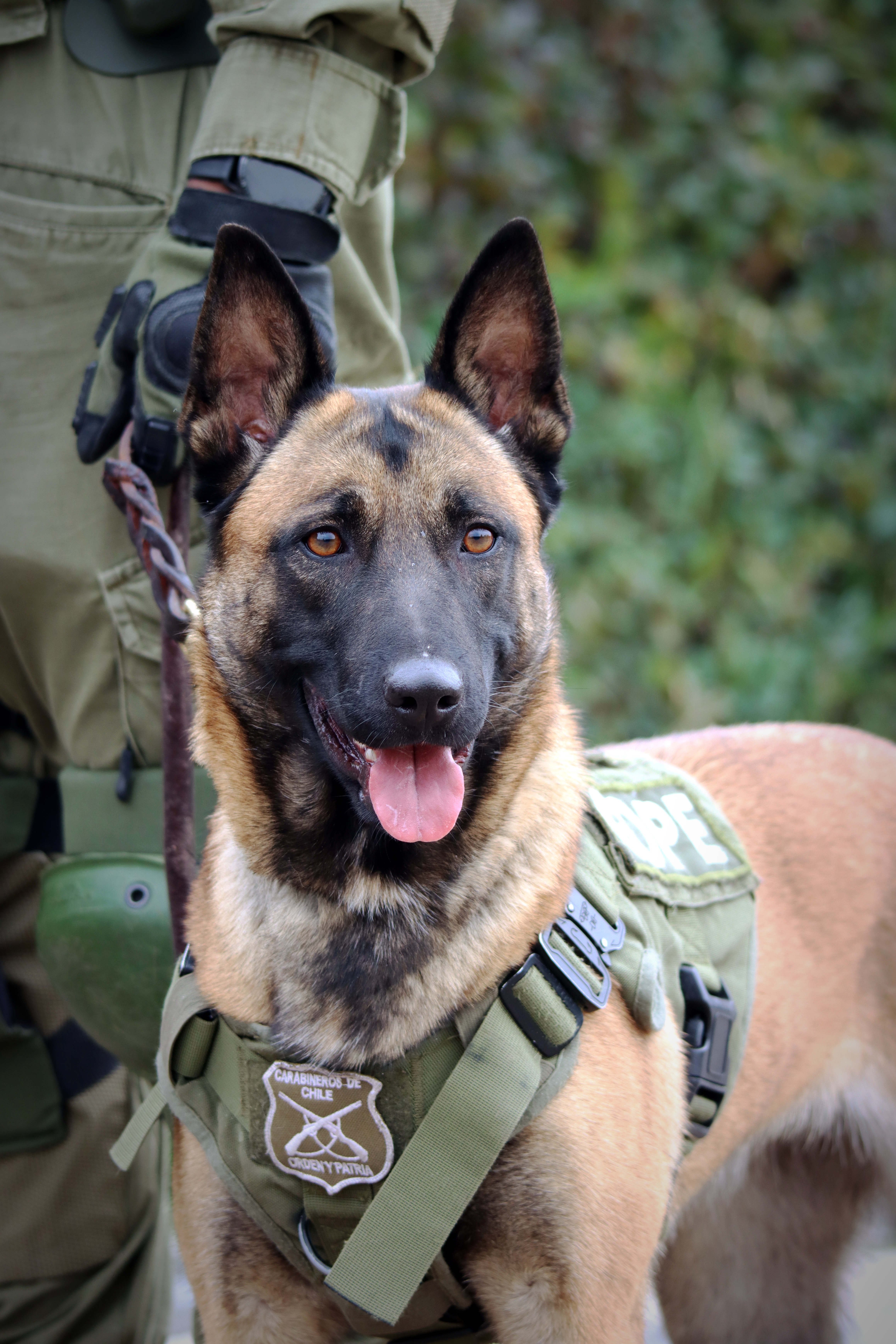 Agradecimientos a Carabineros de Chile